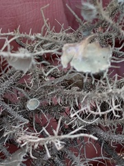 Usnea strigosa - u endochrysea