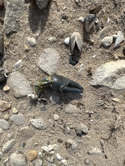 Faxonius virilis