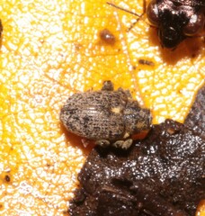 Ceutorhynchus pallidactylus