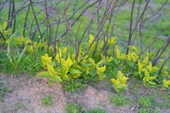 Oemleria cerasiformis