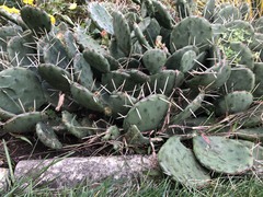 Opuntia basilaris