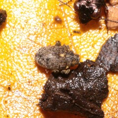 Ceutorhynchus pallidactylus