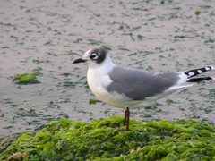 Leucophaeus pipixcan