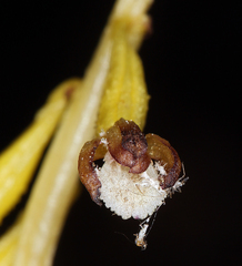 Corallorhiza maculata