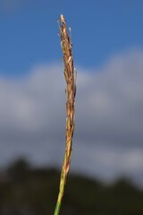 Carex delacosta