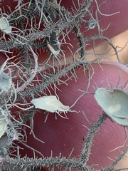 Usnea strigosa - u endochrysea