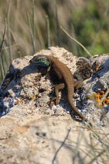 Phoenicolacerta laevis