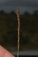 Carex delacosta