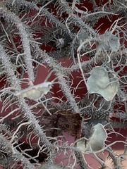 Usnea strigosa - u endochrysea