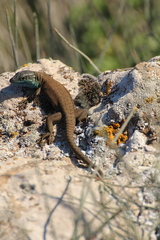 Phoenicolacerta laevis