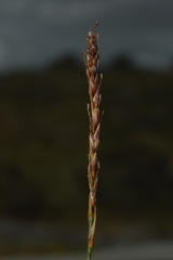 Carex delacosta