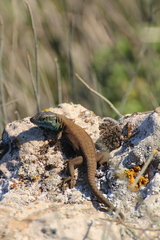 Phoenicolacerta laevis