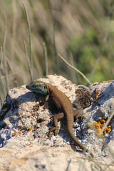 Phoenicolacerta laevis