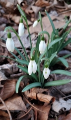 Galanthus nivalis