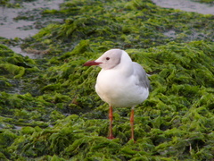 Chroicocephalus cirrocephalus