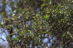 Balanites aegyptiaca