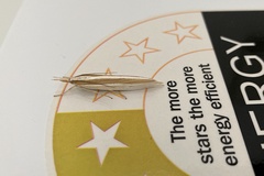 Orocrambus angustipennis