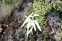 Disa
