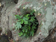Ficus carica