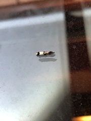 Monopis icterogastra