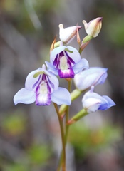 Disa graminifolia