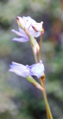 Disa graminifolia