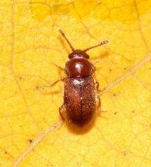 Cryptophagidae