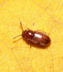 Cryptophagidae