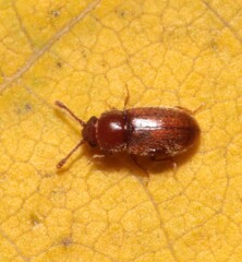 Cryptophagidae