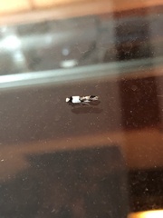 Monopis icterogastra