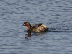 Tachybaptus ruficollis