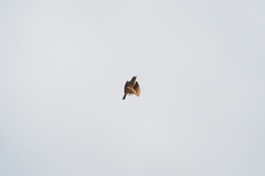 Mirafra rufocinnamomea