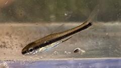Notropis chalybaeus