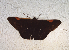 Sphacelodes vulneraria