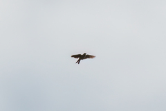 Mirafra rufocinnamomea