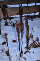 Matteuccia struthiopteris