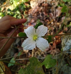 Polyclathra cucumerina
