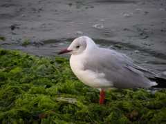 Chroicocephalus cirrocephalus