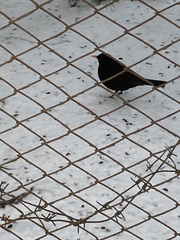 Turdus merula