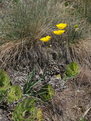 Ranunculus gramineus