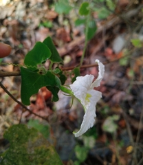 Polyclathra cucumerina