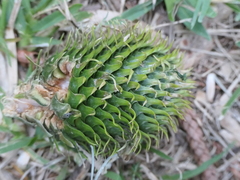 Araucaria