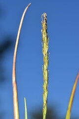 Carex delacosta