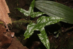 Disciphania lobata
