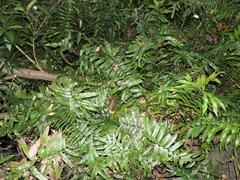 Blechnum camfieldii