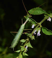 Miomantis