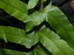 Blechnum camfieldii