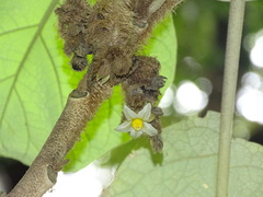 Solanum cernuum
