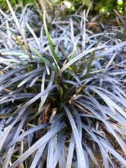 Ophiopogon planiscapus