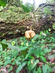 Cynometra cauliflora